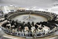 In this Dec. 4, 2019, photo cows are milked on a large carousel at the Rosendale Dairy in Pickett, Wis. At Rosendale Dairy, each of the 9,000 cows has a microchip implanted in an ear that workers can scan with smartphones for up-to-the-minute information on how the animal is doing, everything from their nutrition to their health history to their productivity. (AP Photo/Morry Gash)