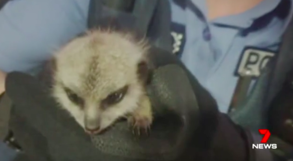 Police found the meerkitten two days after it had disappeared from Perth Zoo. Source: 7News