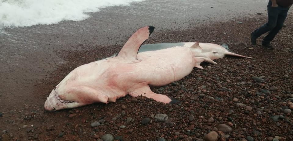 A great white shark washed up on a beach at Broad Cove in Cape Breton Highlands National Park but has since washed back out to sea. (Jason P. Williams - image credit)