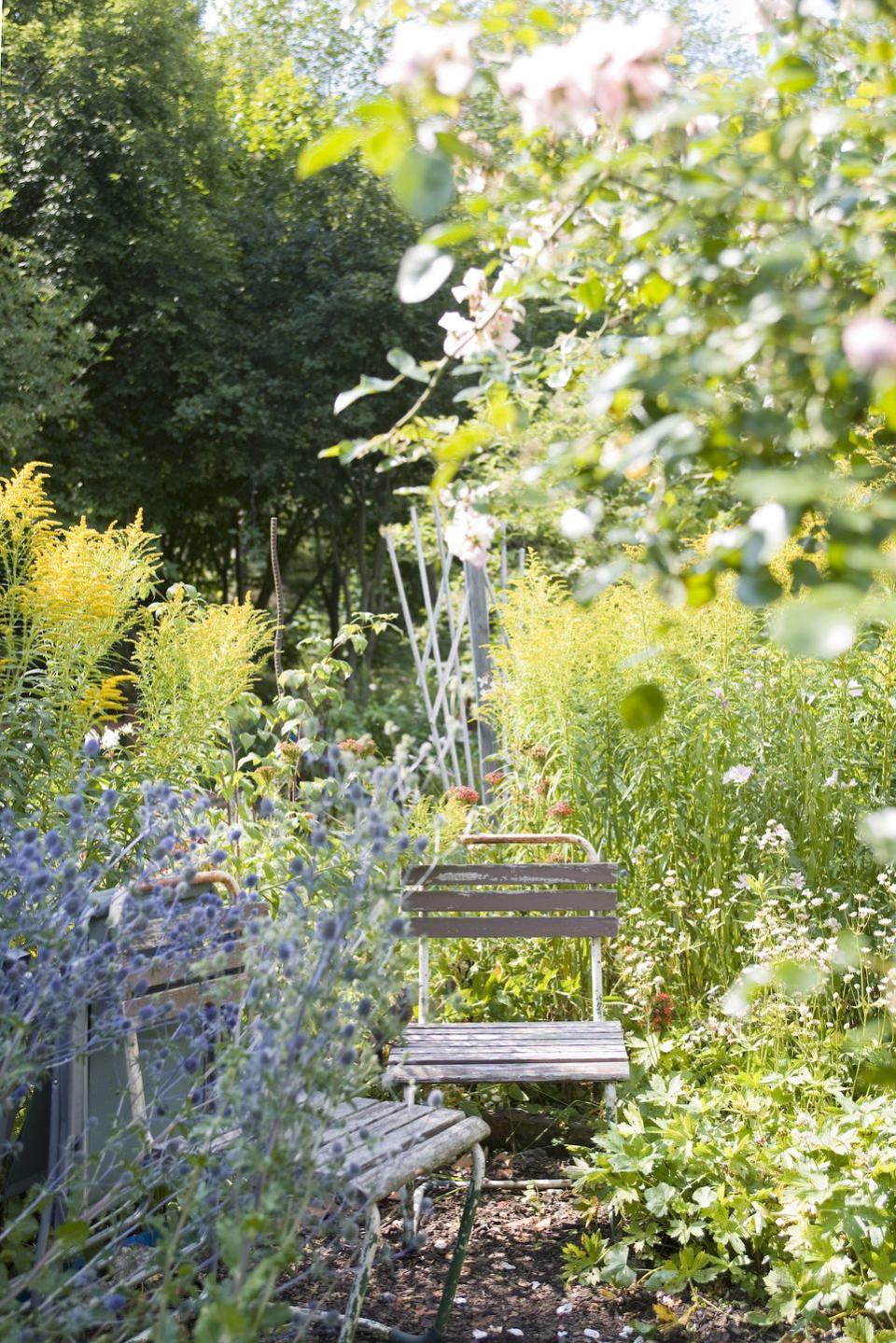 create a wildflower garden