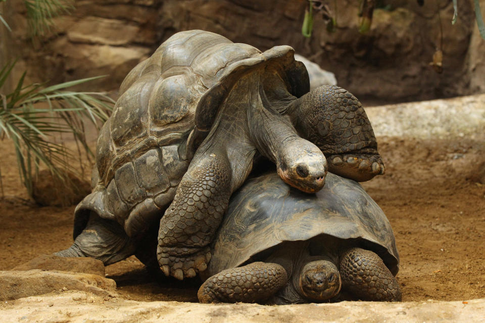 The Annual Weigh In For Animals At London Zoo