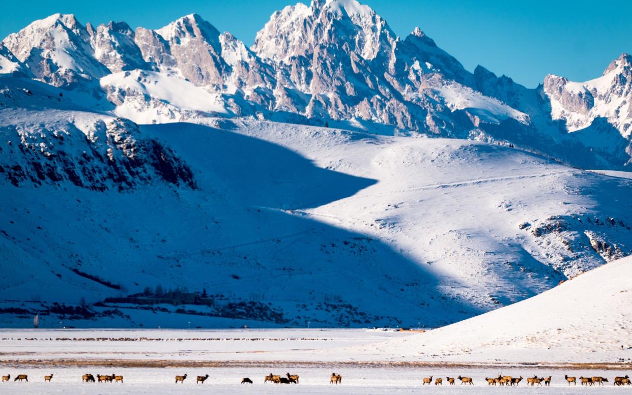 The National Elk Refuge in Wyoming is the starting point of a ski safari - Andrew Schrum