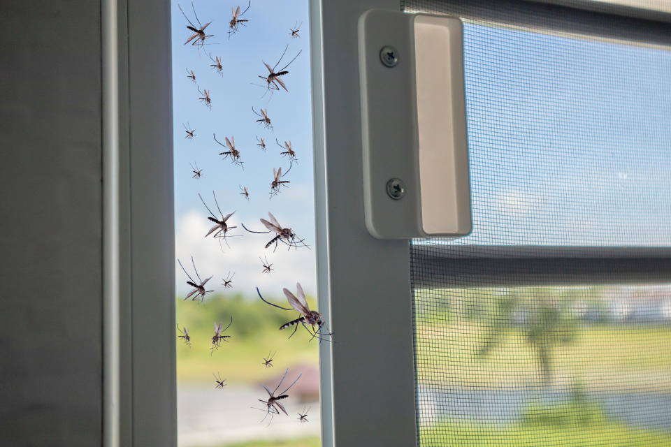 Mit einem Fliegengitter am Fenster bleiben Insekten und Co. dort, wo sie hingehören – draußen im Freien.