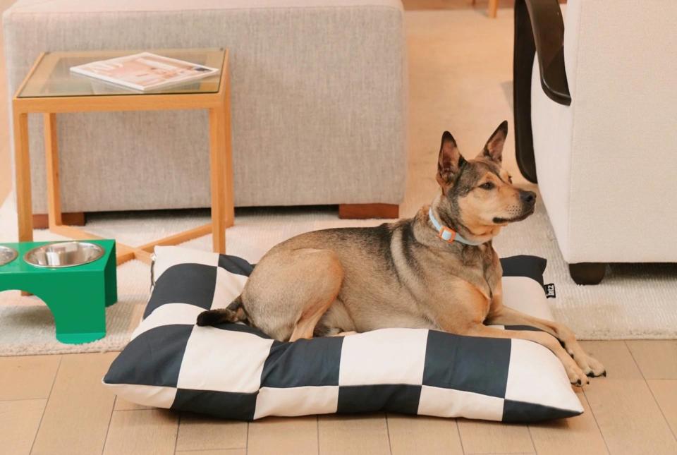 Paniers, gamelles... 16 produits pour chiens qui s'intègrent à merveille dans votre décoration