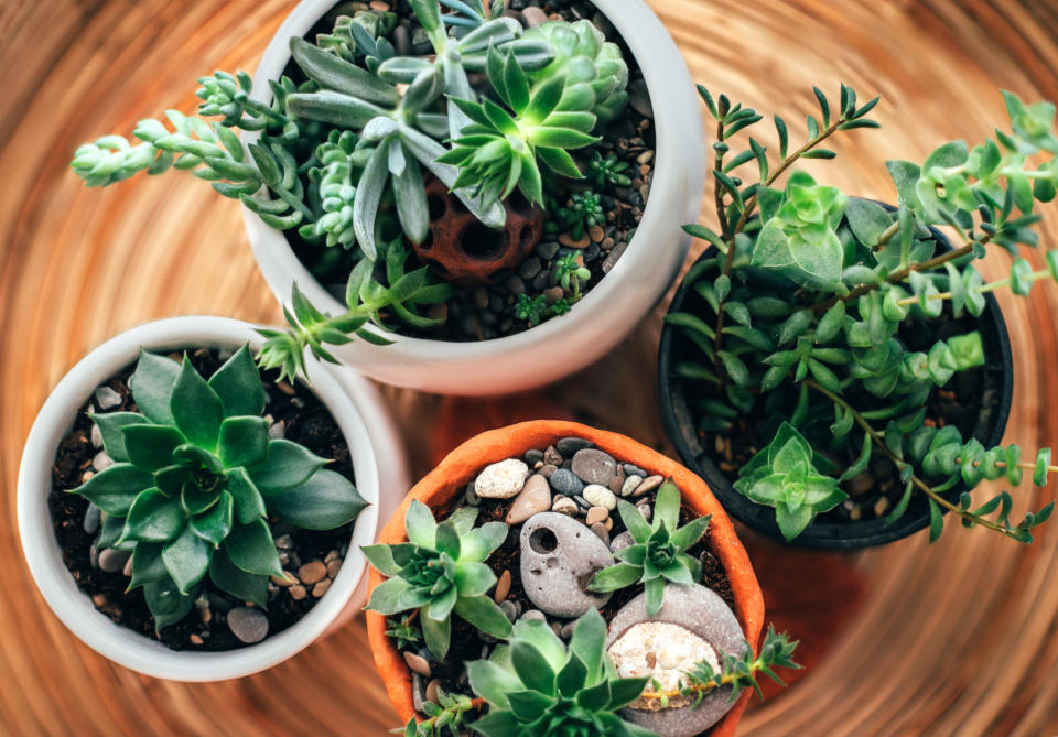 Kitchen windowsill with home plants against window. Home gardening concept.