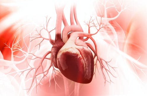 <span class="caption">This research could change our understanding of the heart.</span> <span class="attribution"><a class="link " href="https://www.shutterstock.com/image-illustration/anatomy-human-heart-233628424" rel="nofollow noopener" target="_blank" data-ylk="slk:Liya Graphics/ Shutterstock;elm:context_link;itc:0;sec:content-canvas">Liya Graphics/ Shutterstock</a></span>