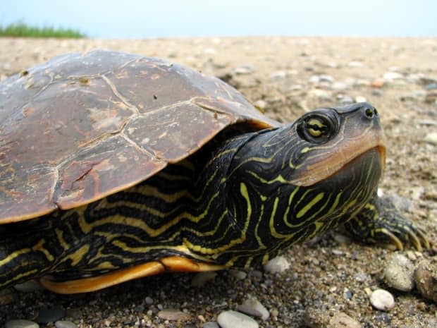 Ryan Bolton/Nature Conservancy of Canada