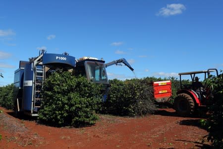 A harvesting machine harvests coffee in a plantation in the town of Sao Joao da Boa Vista