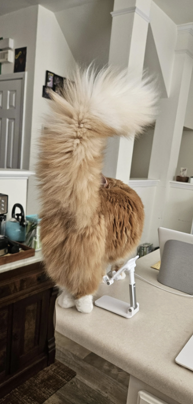 A fluffy cat with its back to the camera sits atop a countertop, its plume-like tail prominently displayed
