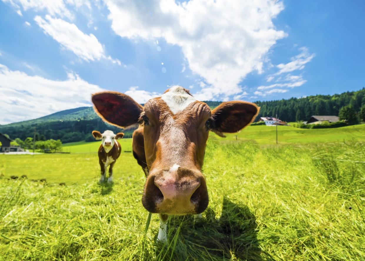 Cows generate methane as they digest their food. It's a potent greenhouse gas. <a href="https://www.gettyimages.com/detail/photo/austria-salzkammergut-cow-on-meadow-looking-at-royalty-free-image/1125227459" rel="nofollow noopener" target="_blank" data-ylk="slk:Westend61 via Getty Images;elm:context_link;itc:0;sec:content-canvas" class="link ">Westend61 via Getty Images</a>