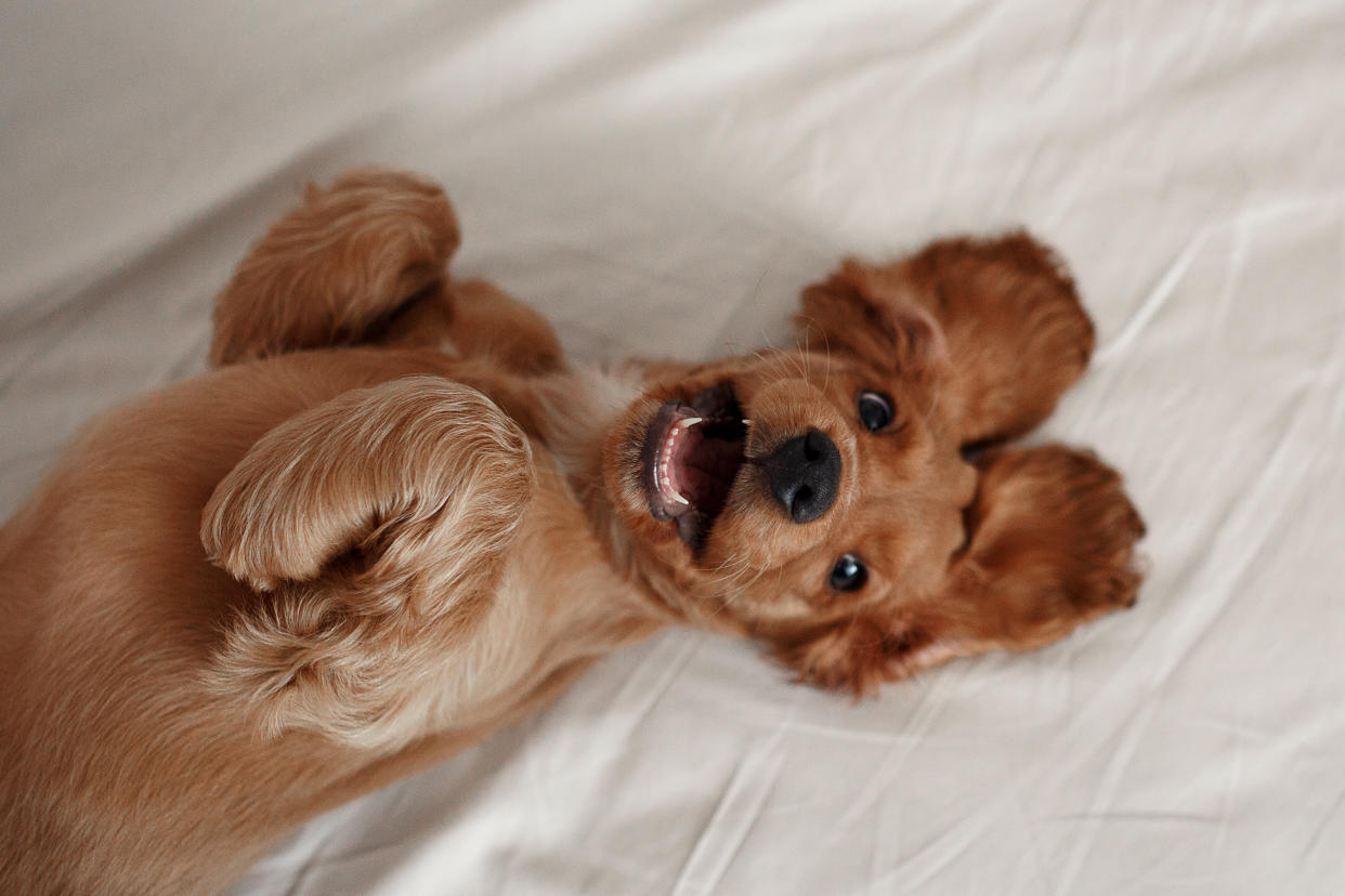 Liegt ein Hund entspannt auf dem Rücken, zeigt das oft an, dass er sich sicher und wohl fühlt. (Bild: Getty Images)