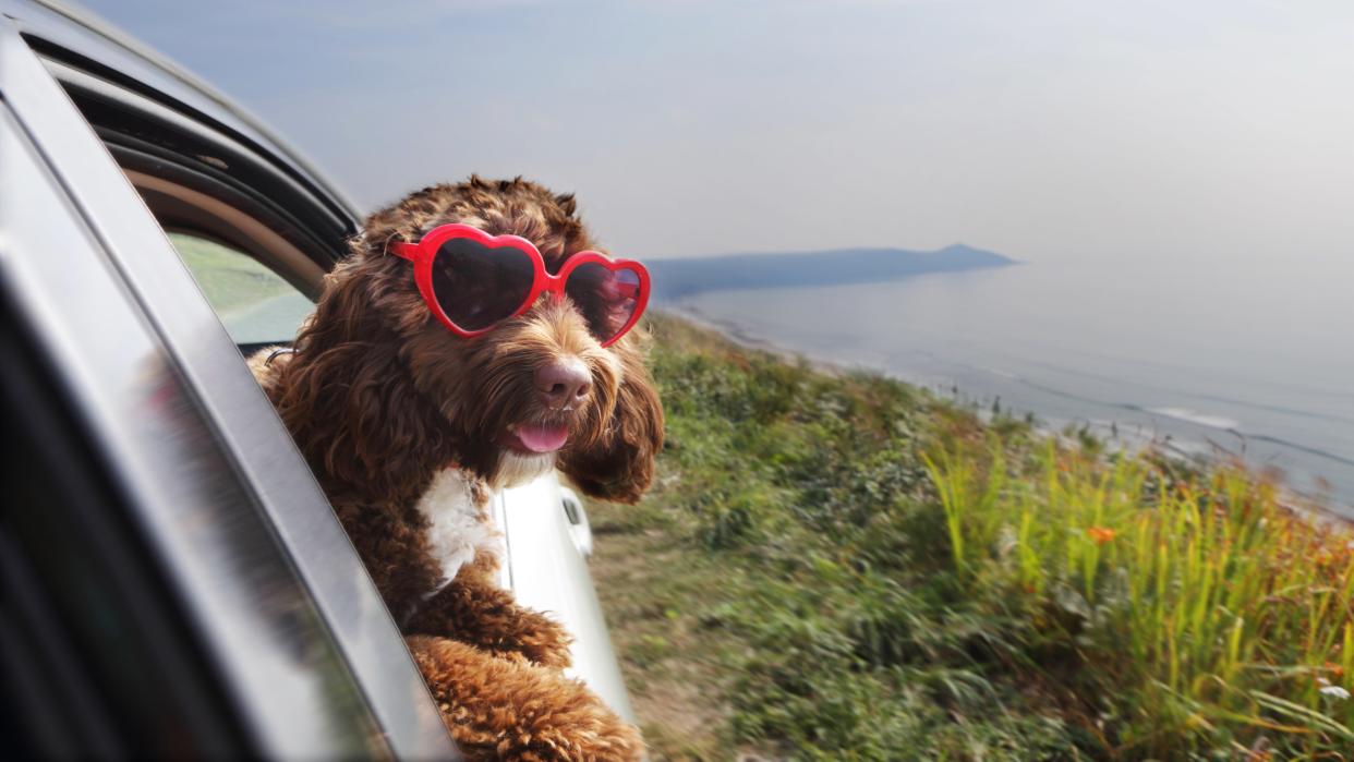  Dog wearing heart-shaped sunglasses hanging out of car window. 