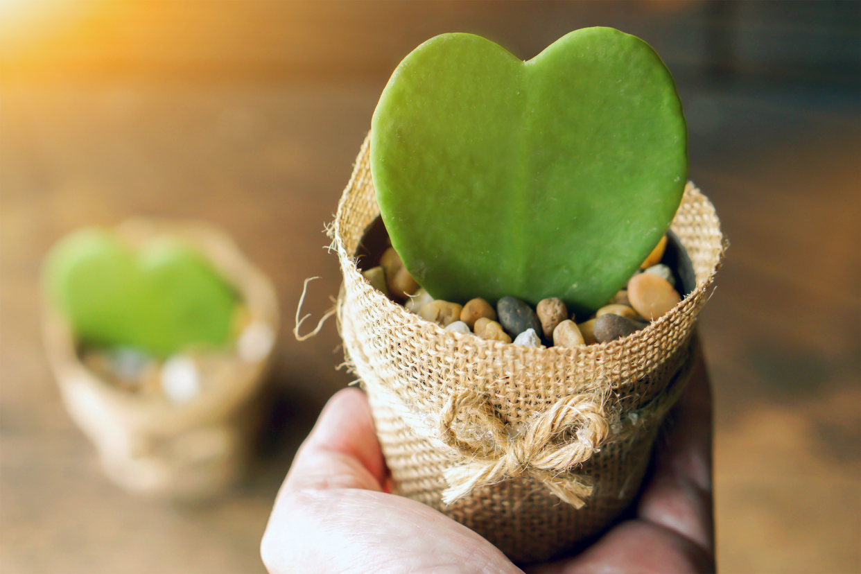 cactus in a burlap jar