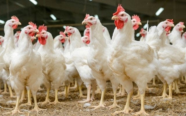 Chickens are now so ubiquitous on the planet that their bones will be written into the fossil record - Alamy