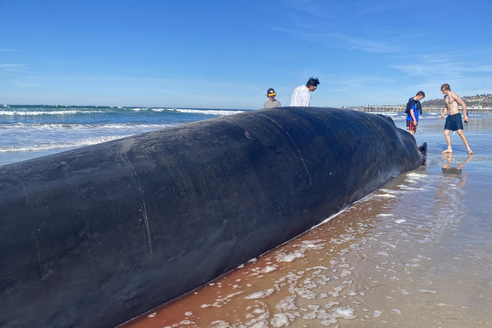 Image: A whale is shown on Pacific Beach

 (Dana Williams / NBC News)
