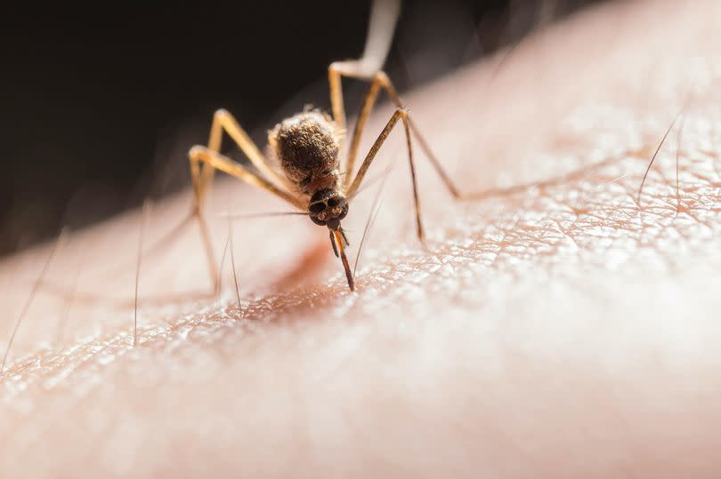 Be alert to mosquitos this summer