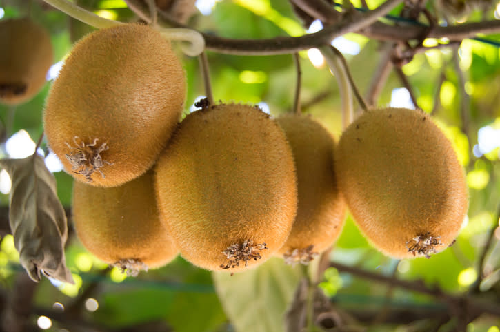 La Nuova Zelanda è il terzo Paese produttore di kiwi al mondo, dopo Cina e Italia (Getty)