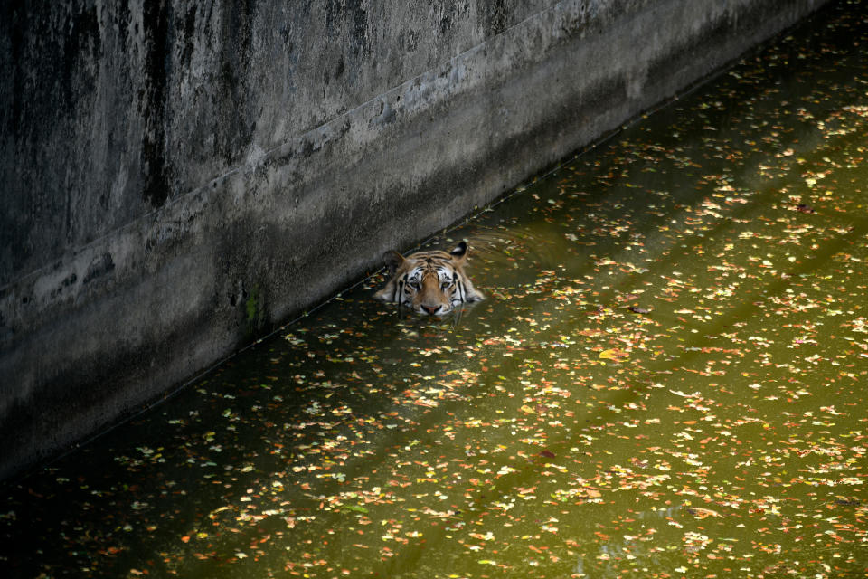 A Royal Bengal tiger reacts to the camera as he swims during a heatwave at Bangladesh national zoo in Dhaka on April 16. Dhaka saw the maximum temperature rise to 40.4 degrees Celsius on Saturday, making it the city's hottest day in 58 years.<span class="copyright">Syed Mahamudur Rahman—NurPhoto/Reuters</span>