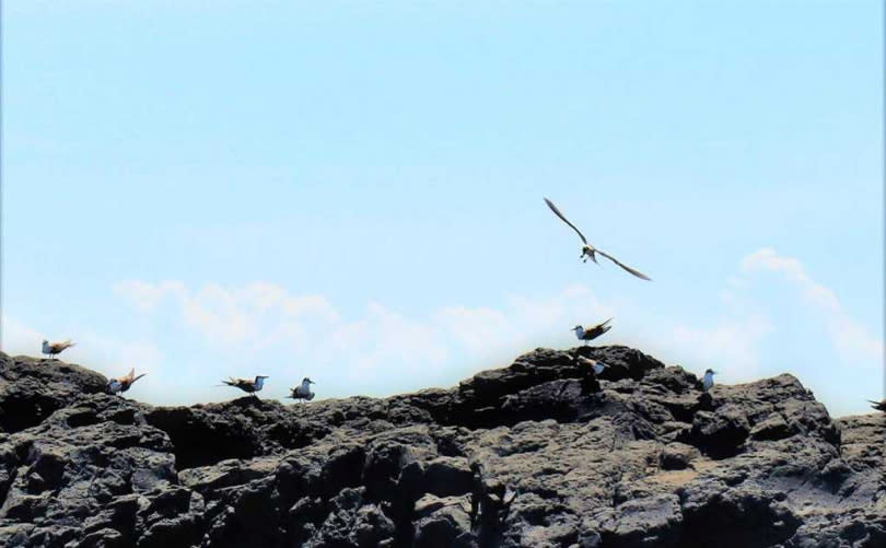 根據澎湖鳥會調查，草嶼極適合燕鷗繁殖棲息，但因軍方長期炸射干擾，之後都離巢而去，殊為可惜。（圖／中國時報張茂雄攝）