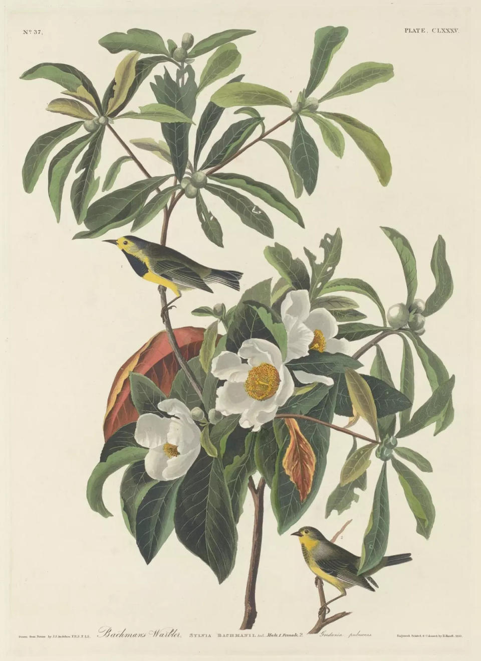 The Bachman's warbler once was found across Alabama, Florida, Georgia, the Carolinas and Tennessee, but the U.S. Fish and Wildlife Service will be taking it off the endangered species list because it's now considered extinct.