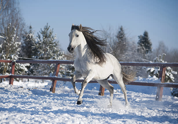 White andalusian horse in paddock