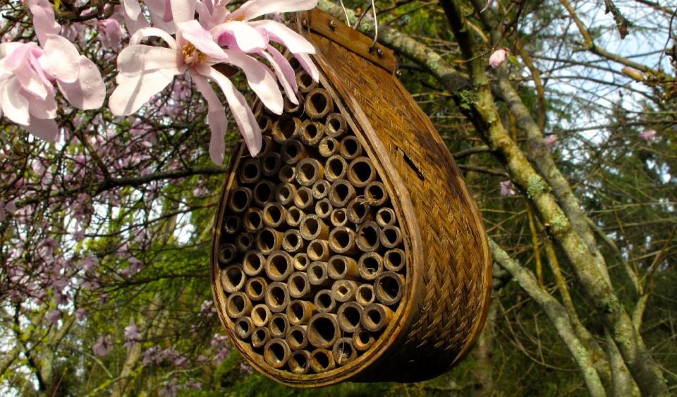 This March 31, 2014 photo shows Mason bee tunnels for nesting using bamboo bundles like this commercial variety hanging in a magnolia tree near Langley, Wash. To create an inviting habitat for leaf cutter and mason bees, add nesting sites to your yard to maximize the production of native bees. (AP Photo/Dean Fosdick)