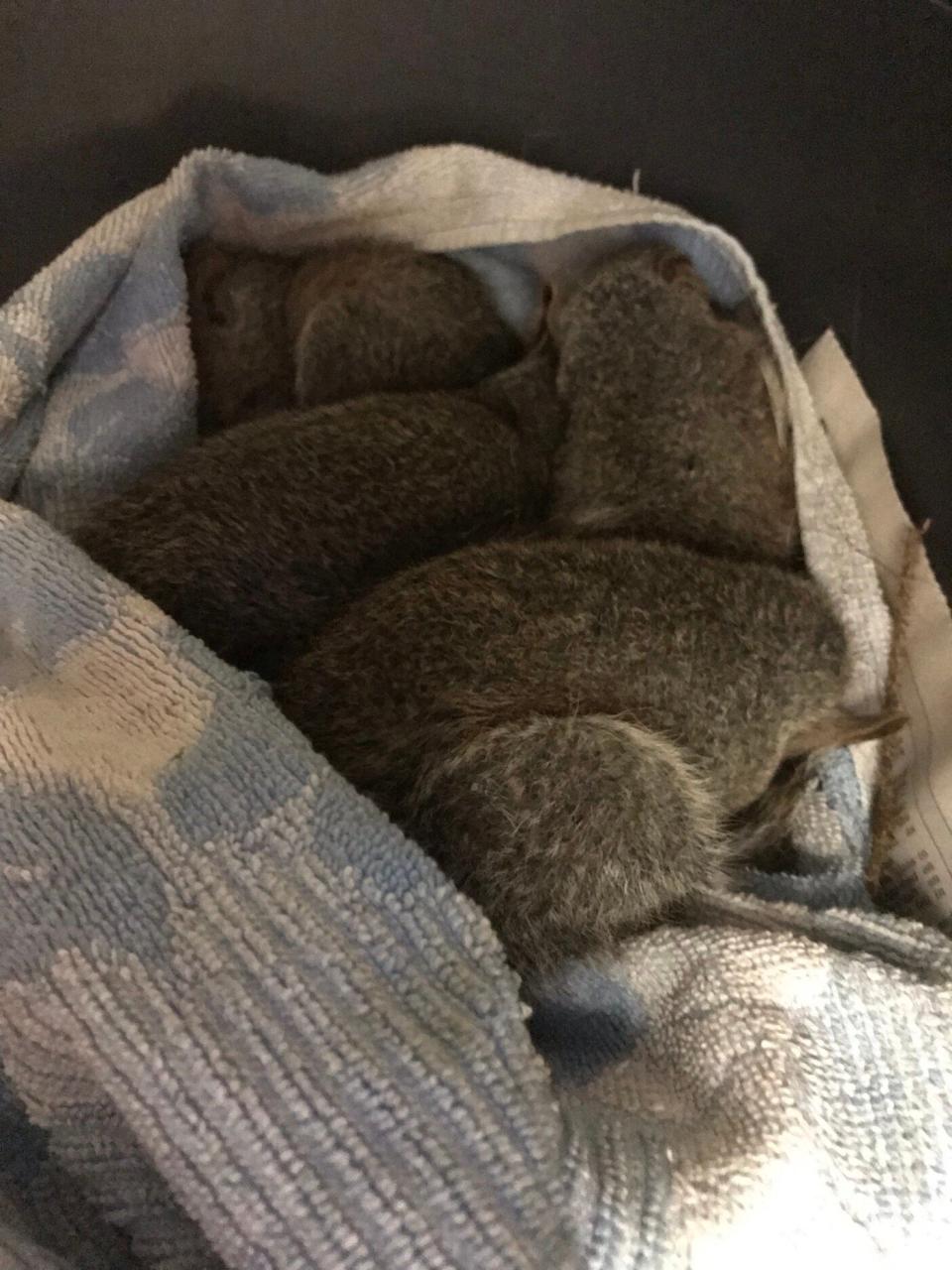 The squirrels sleeping following their ordeal (RSPCA)