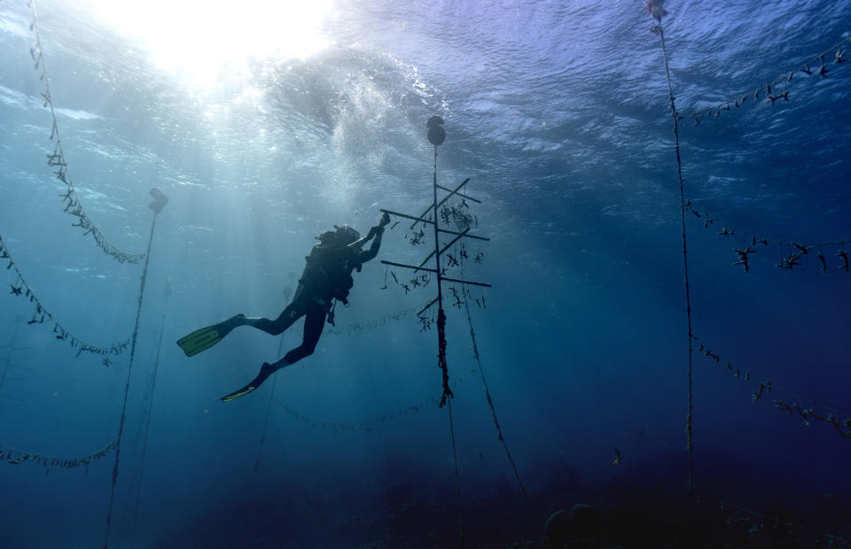 Diver Lenford DaCosta cleans up lines of staghorn coral at an underwater coral nursery inside the Oracabessa Fish Sanctuary, Tuesday, Feb. 12, 2019, in Oracabessa, Jamaica. With fish and coral, it's a codependent relationship. The fish rely upon the reef structure to evade danger and lay eggs, and they also eat up the coral's rivals. (AP Photo/David J. Phillip)