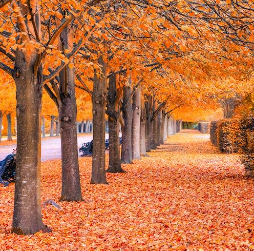   <span class="attribution"><a class="link " href="https://www.shutterstock.com/image-photo/beautiful-autumnal-scenery-tree-tunnel-regents-747085630" rel="nofollow noopener" target="_blank" data-ylk="slk:I Wei Huang/Shutterstock;elm:context_link;itc:0;sec:content-canvas">I Wei Huang/Shutterstock</a></span>