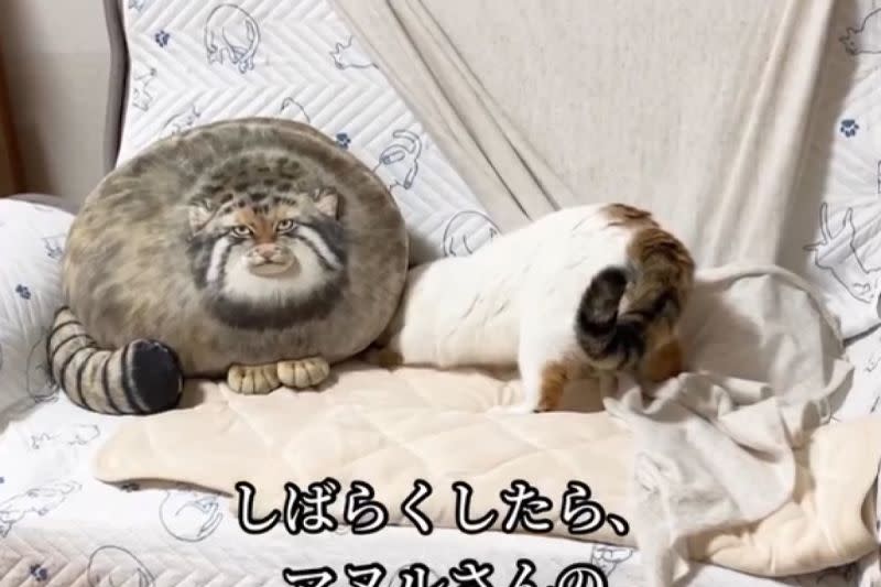 ▲小福對待玩偶就像對待真的貓一樣，嗅聞對方的屁股打招呼。（圖／Instagram：kofuku.___）
