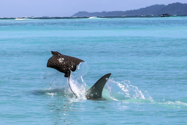 Eagle ray leaps into the air to escape hammerhead shark