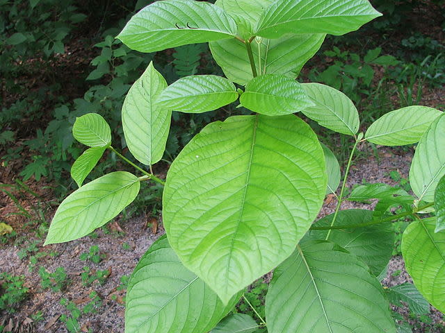 <div class="inline-image__caption"><p>Derived from the plant <em>Mitragyna speciosa</em>, kratom is known for its reported stimulant and opioid-like effects. </p></div> <div class="inline-image__credit">Wikimedia Commons</div>