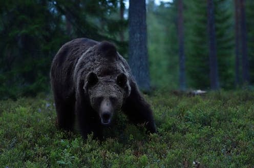 <span class="attribution"><a class="link " href="https://www.shutterstock.com/image-photo/brown-bear-forest-night-dark-1550395472" rel="nofollow noopener" target="_blank" data-ylk="slk:Erik Mandre/Shutterstock;elm:context_link;itc:0;sec:content-canvas">Erik Mandre/Shutterstock</a></span>