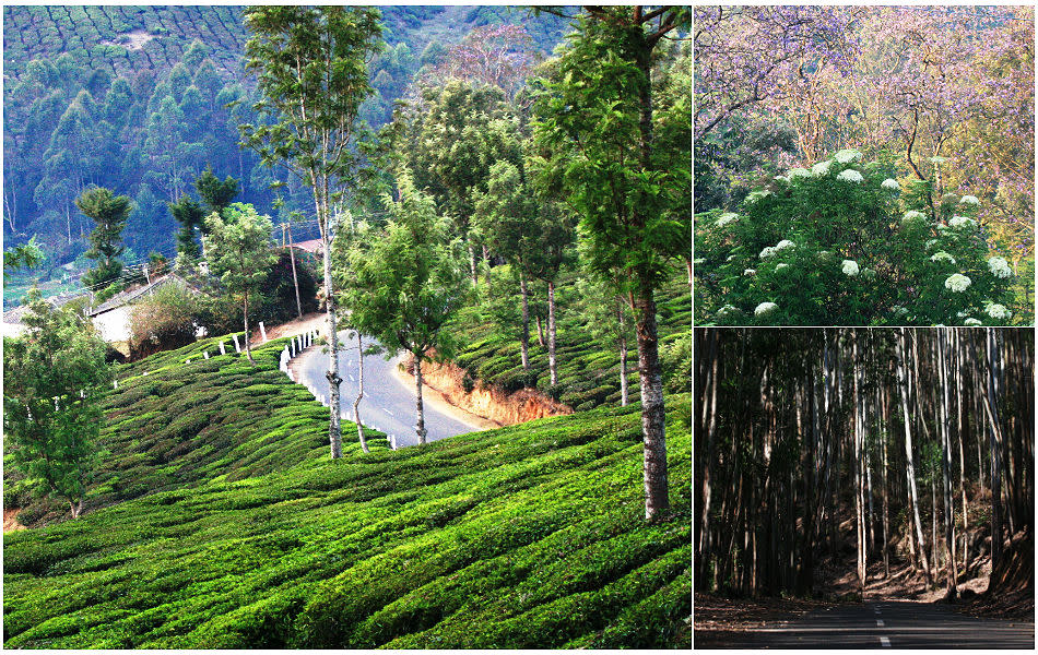 <b>Munnar landscape:</b> Most tourists know Munnar for its tea gardens. with its small, rolling hills, lantana hedges and wild roses, Munnar is perched atop the highest ranges of the Western Ghats. Jacarandas (top right) were in glorious bloom by March end. Put on your shades and the exquisite purple turns to blue. Thirty-five km from Munnar is the Pampadum Shola National Park. “Pampadam Shola” translates to “the forest where the snake dances”. These evergreen montane forests (if you ignore the gum trees) lie along the Kochi-Kodaikanal Road, the highest motorway south of the Himalayas.<br><br><b>ABOUT THE WRITER/ PHOTOGRAPHER:</b><br><b>Gayatri Hazarika</b> is a communication specialist in the IT industry. A passionate traveler, she lives in Bangalore.