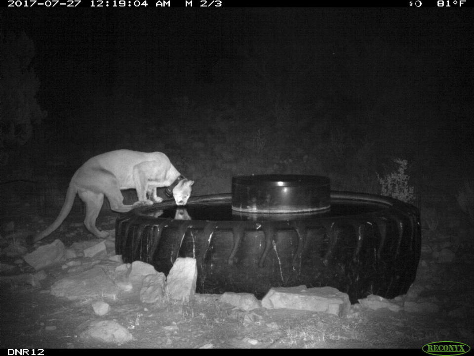 This undated image provided by the Santa Ana Pueblo Department of Natural Resources shows a mountain lion known as "Brokenleg" drinking from a watering hole near Santa Ana Pueblo, New Mexico. The lion was killed while crossing a highway in June 2020. The U.S. Department of Transportation on Tuesday, April 4, 2023, announced the first round of grant funding that will be available for building more wildlife crossing corridors along busy roadways. (Santa Ana Pueblo Department of Natural Resources via AP)