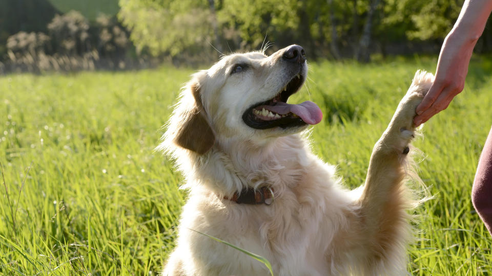 Golden retriever giving paw