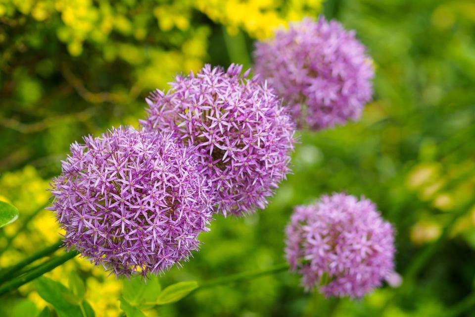 allium flower at bellevue botanical garden