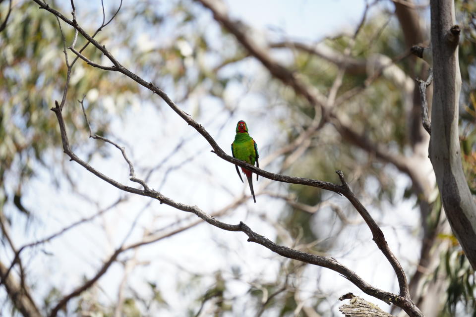 A swift parrot on a tree branch at logging coupe SH051I.
