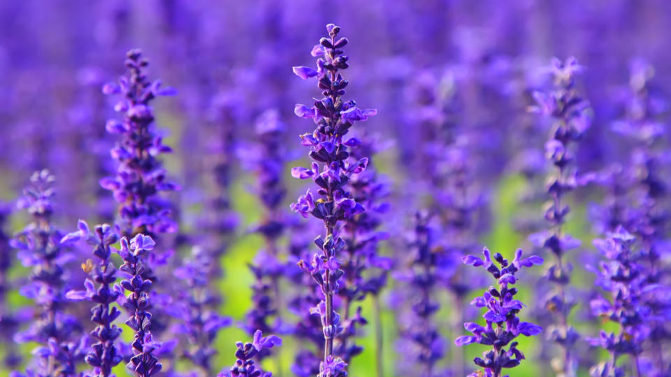 Plants that repel mosquitoes: Lavender plants planted in the ground