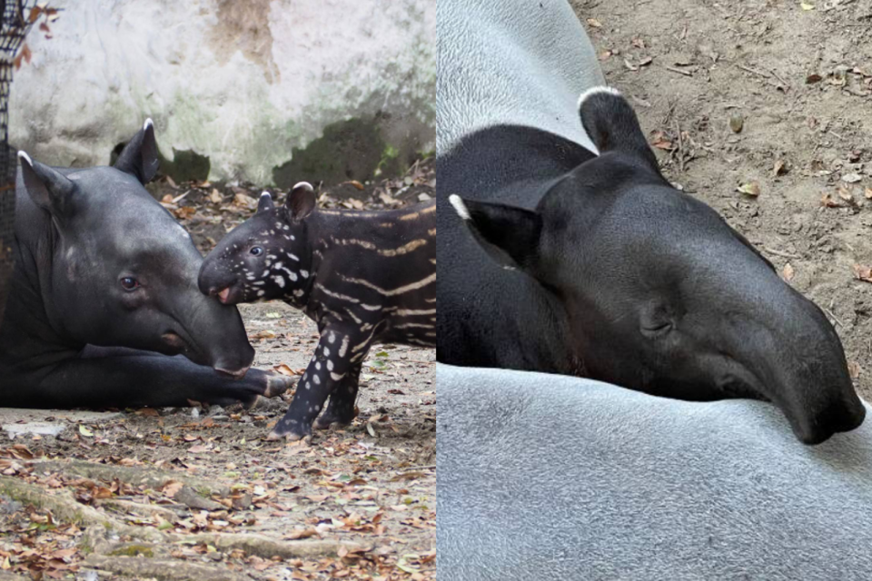 英雄很黏媽媽，喜歡把媽媽當枕頭。（翻攝自橫濱動物園官網）