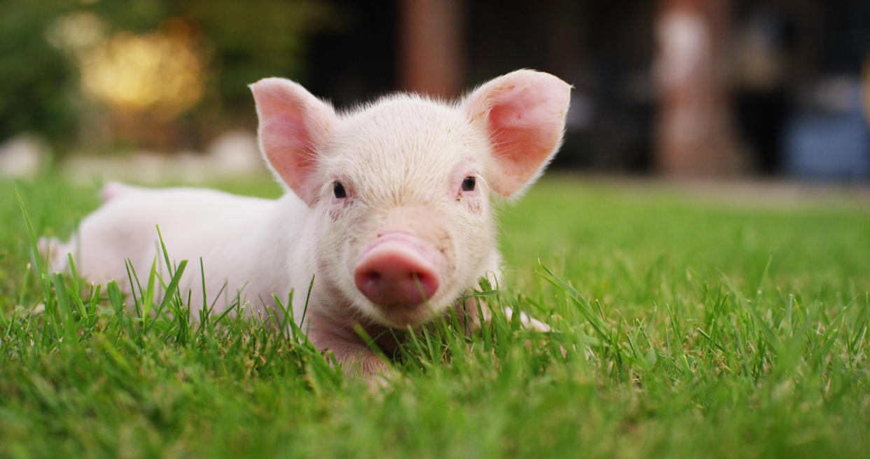 <span class="article-embeddable-caption">A piglet: where bacon comes from.</span><cite class="article-embeddable-attribution">Source: HQuality/Shutterstock</cite>