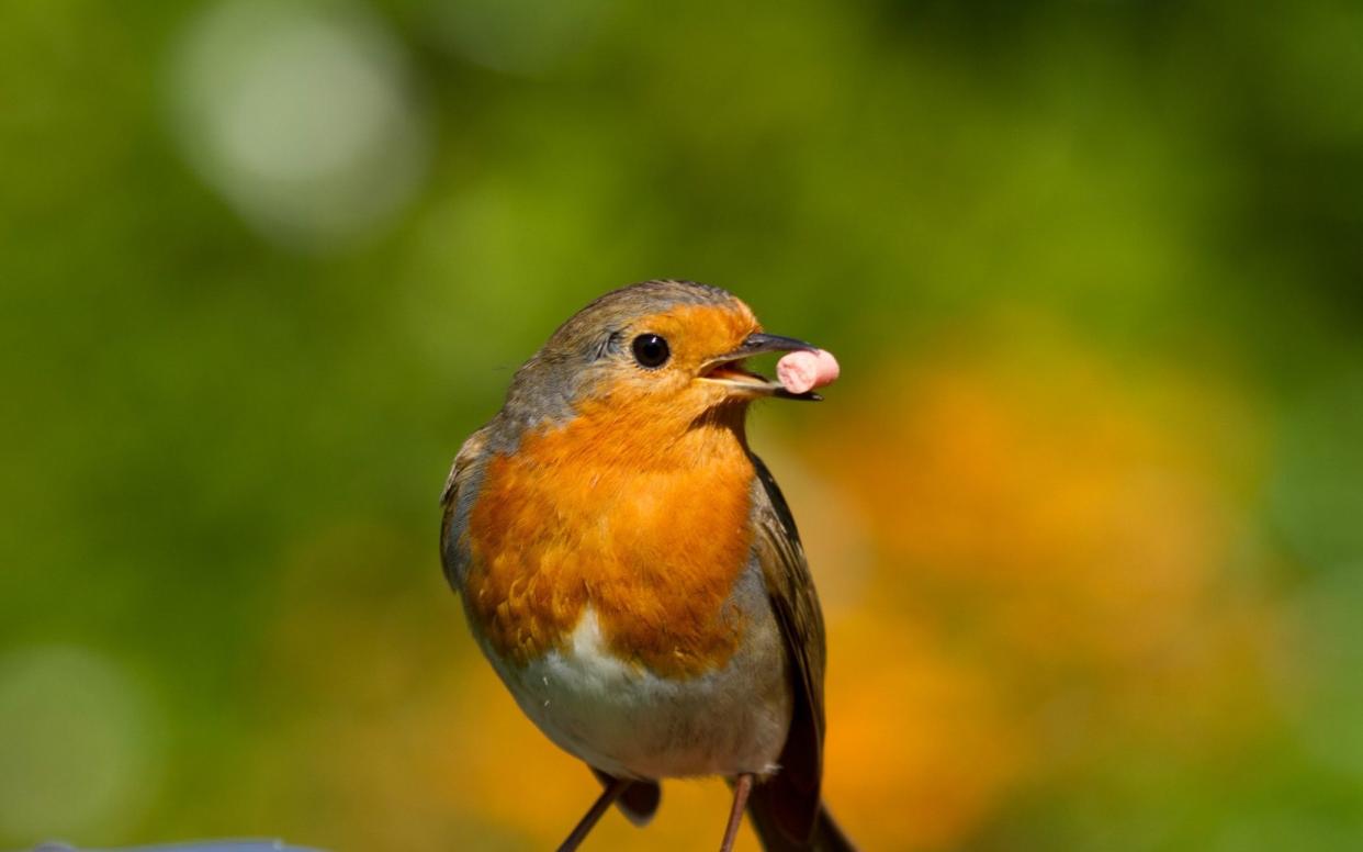 First Signs of Spring. European Robin holding bird food in its beak and standing on the handle of a lawnmower in spring sunshine - Dr T J Martin/Getty Images