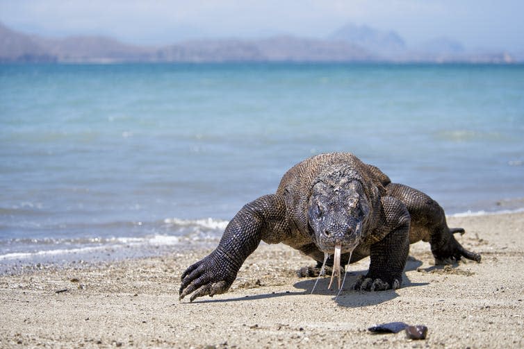 A Komodo dragon ambles along a tropical beach.