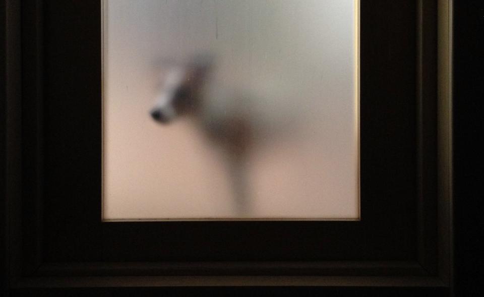 Dog waiting behind dirty glass door to enter inside