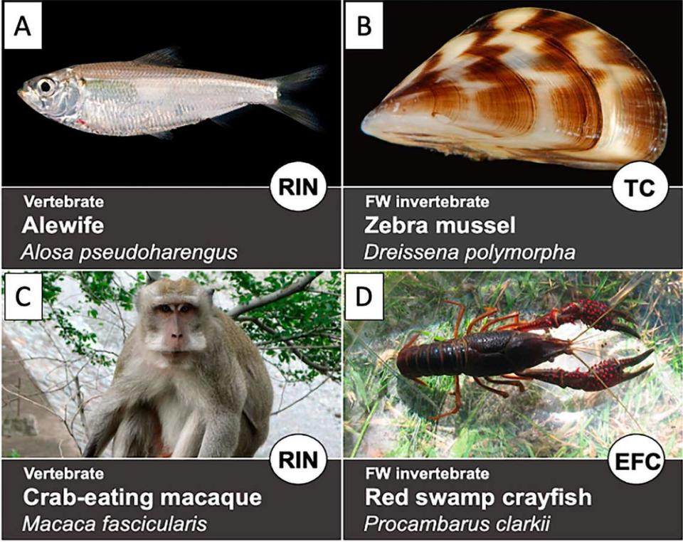 Científicos de la Universidad de la Florida (UF) identificaron estas cuatro especies como las más susceptibles de convertirse en las próximas invasoras que serían problemáticas para la Florida. Ecosphere