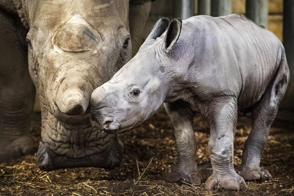 (Photo: PIROSCHKA VAN DE WOUW via Getty Images)