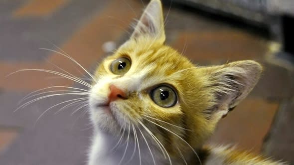 Cute Kitten Survives 3000 Mile Flight From Egypt To Uk 