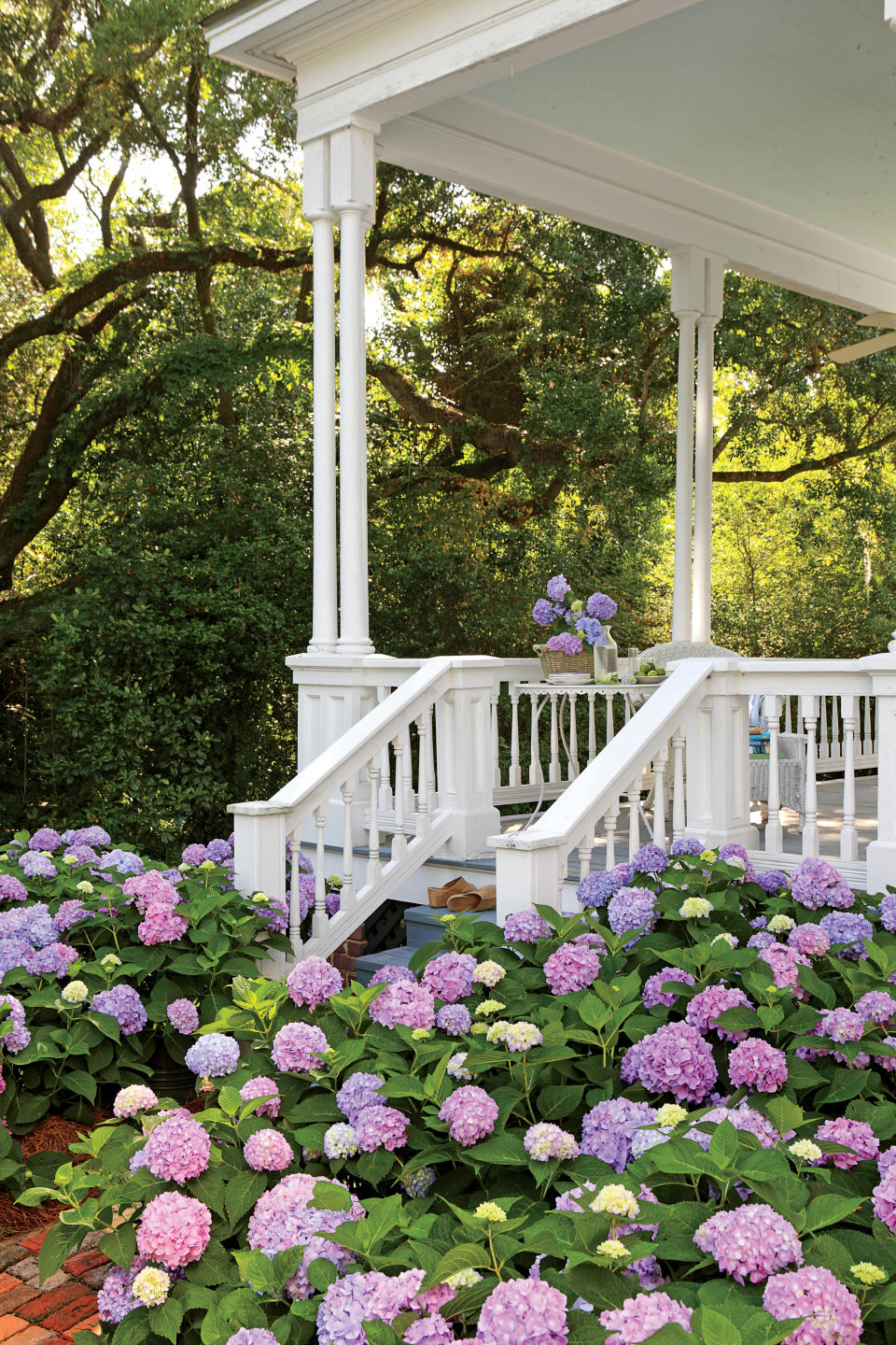 Endless Hydrangeas