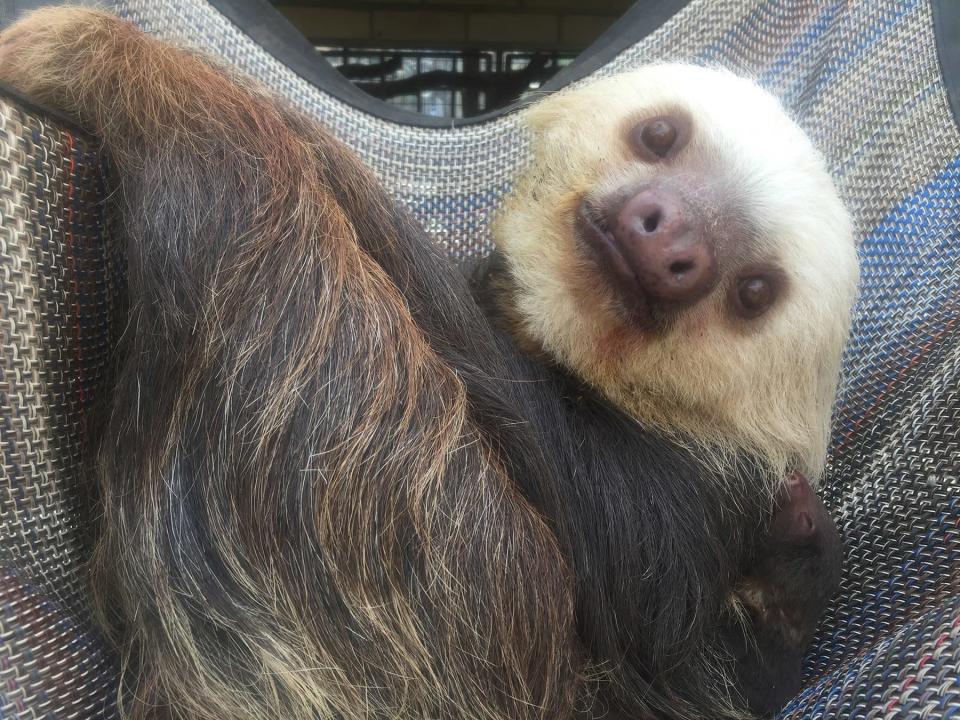 Baby Sloth Is Born At Colorado Zoo After Moms Pregnancy Surprises