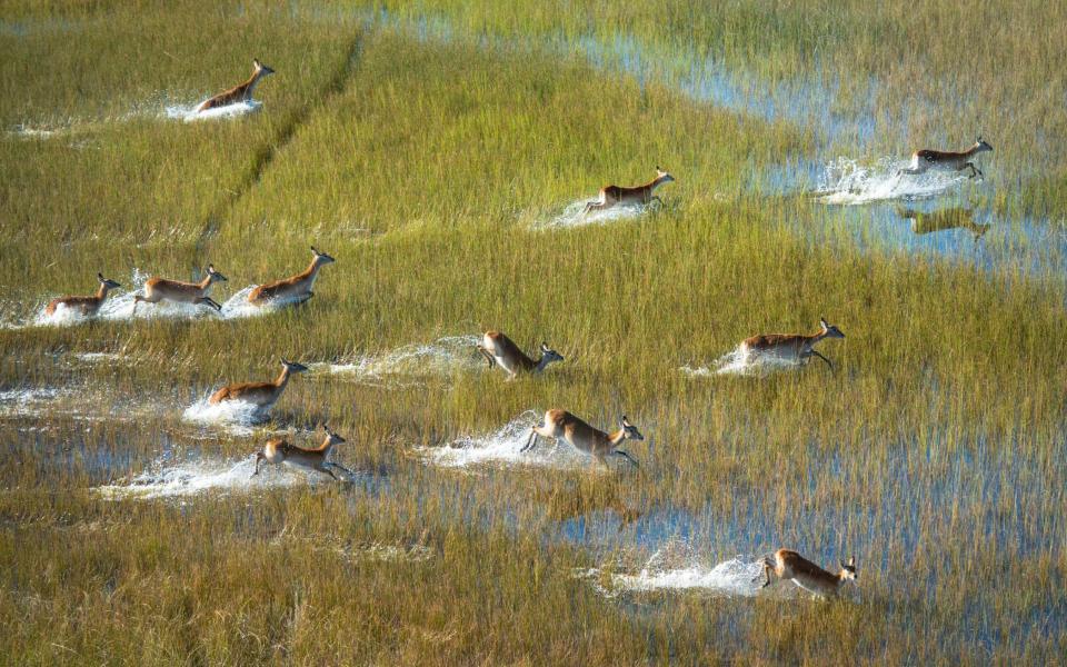 The Okavango River Basin supports a diverse ecosystem - GETTY IMAGES